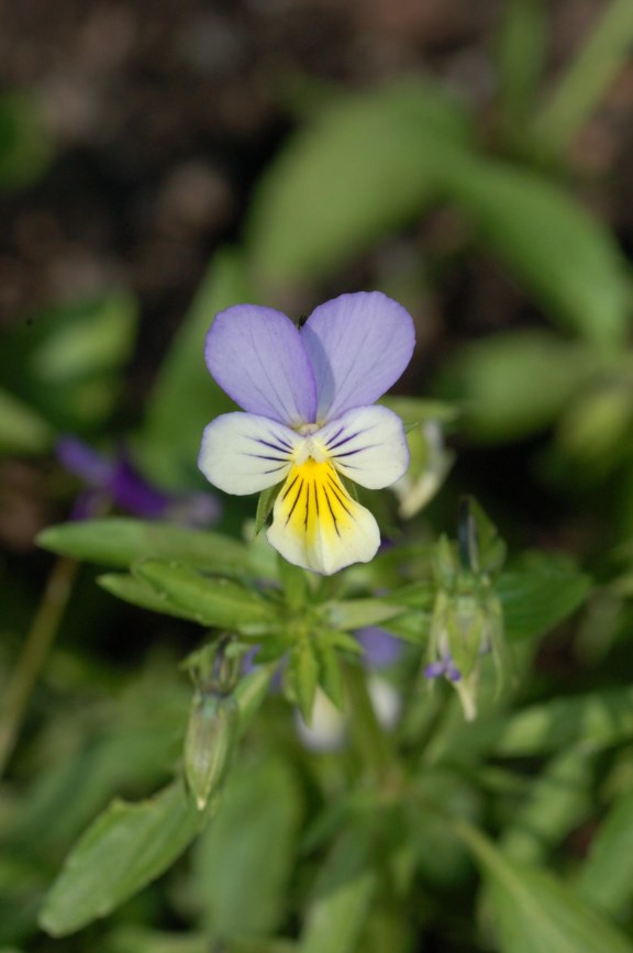 Viola tricolor - Stemorsblomst, Wild Pansy