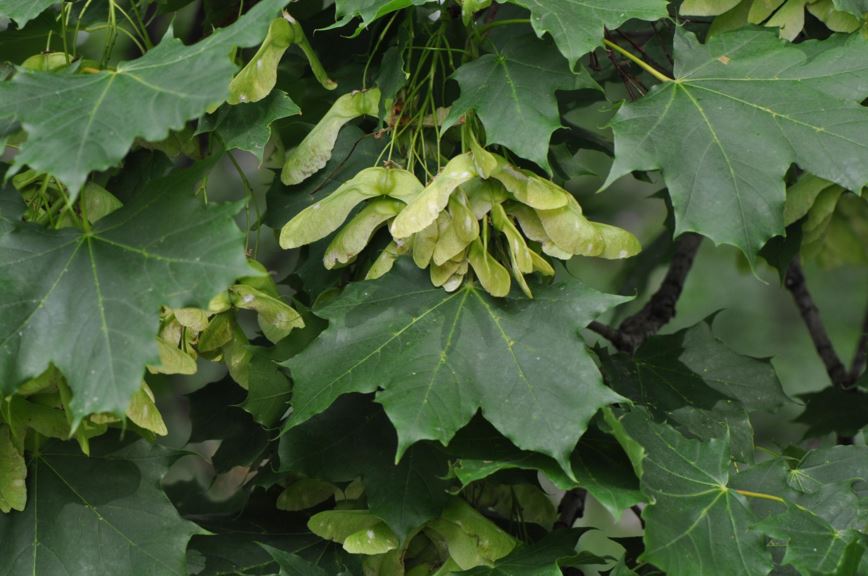 Acer platanoides - Spisslønn, Norway maple