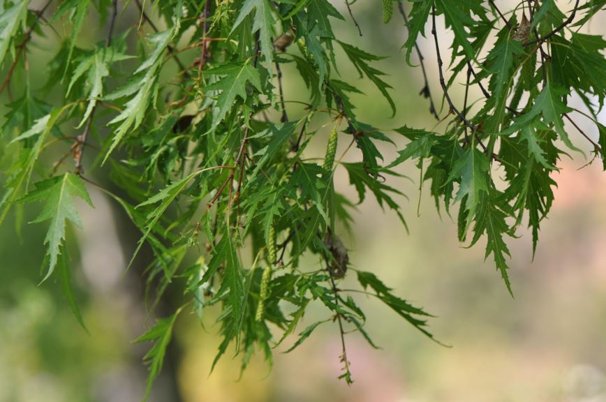 Betula pendula 'Dalecarlica' - Ornäsbjørk