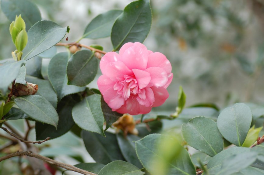 Camellia japonica - Kamelia
