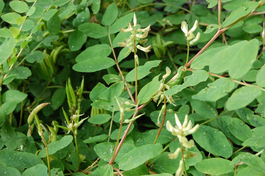 Astragalus glycyphyllos - Lakrismjelt, Wild Liquorice