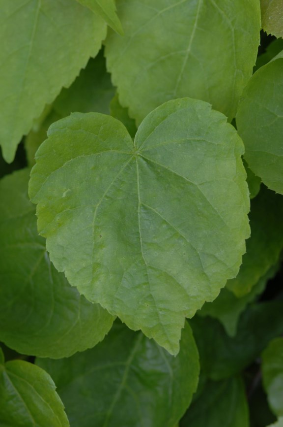 Tilia cordata - Lind, Little Leaf Linden
