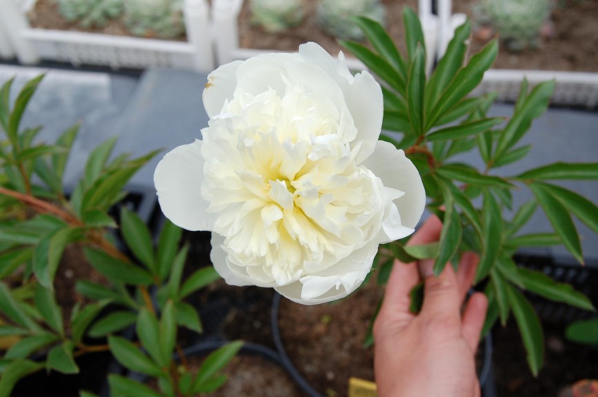 Paeonia lactiflora 'Duchesse de Nemours' - Kinapeon, Silkepeon, Peony