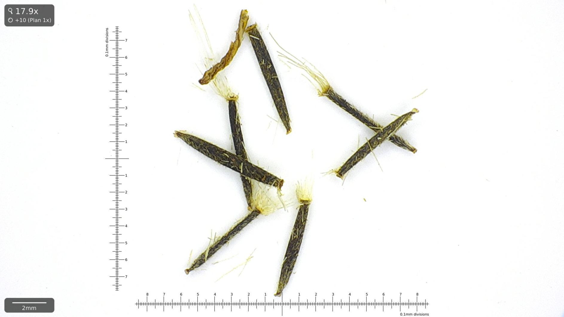 Arnica montana - Solblom, Mountain Arnica