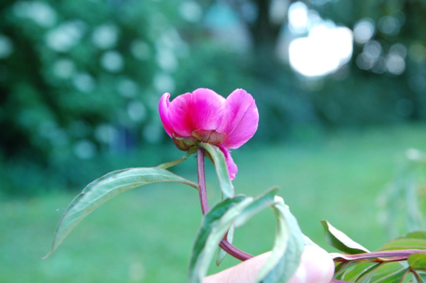 Paeonia lactiflora 'Karl Rosenfield' - Pion, Peony