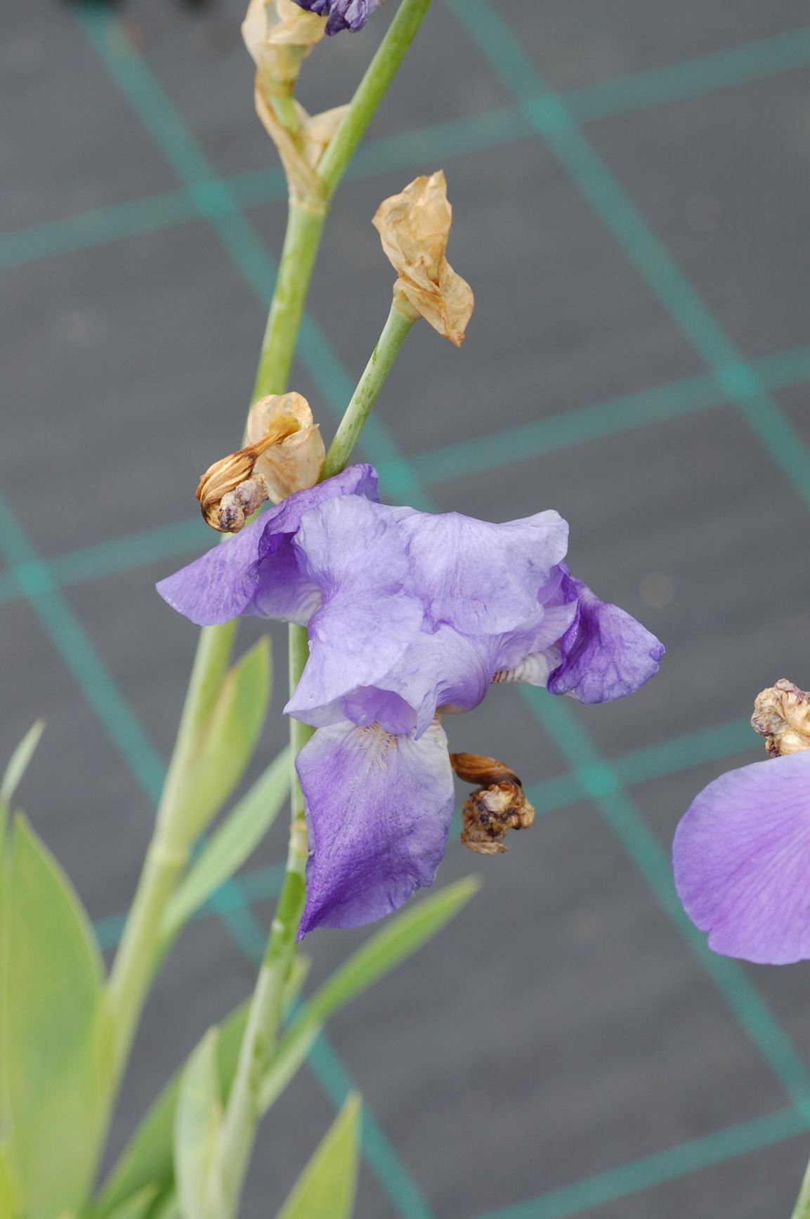 Iris × germanica 'Cultivar' - Hageiris/Germaniris/Fiolrot, Common Iris