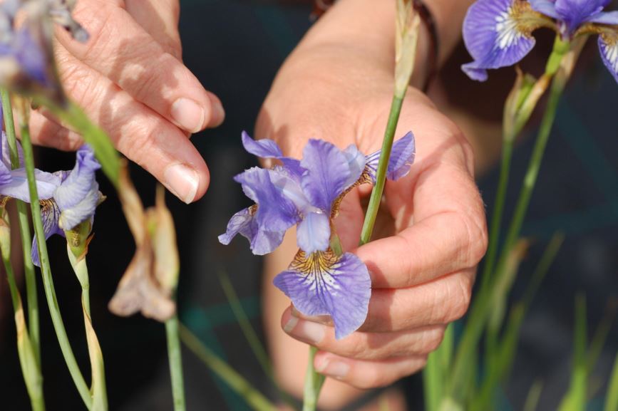 Iris sibirica - Sibiriris, Siberian Iris