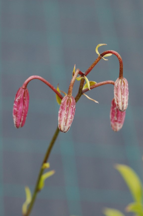Lilium martagon - Krøll-lilje, Martagon Lily