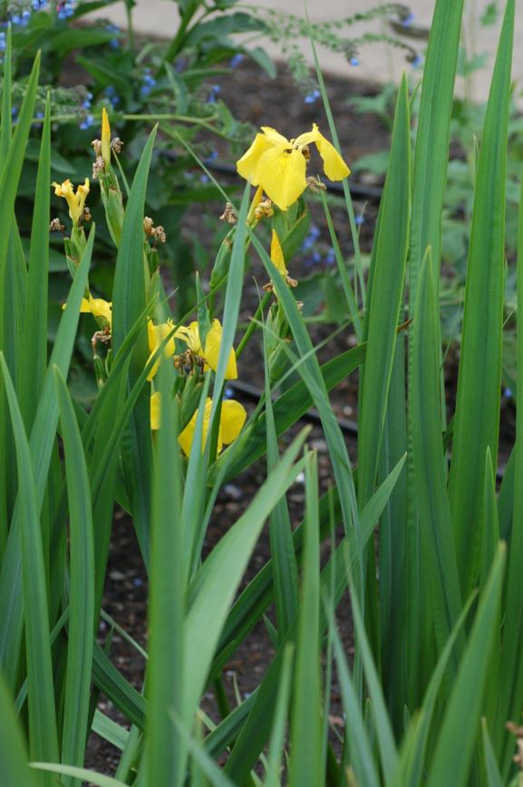 Iris pseudacorus - Sverdlilje, Flag Iris