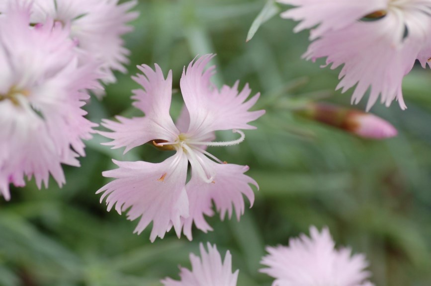 Dianthus plumarius - Fjærnellik, Pink