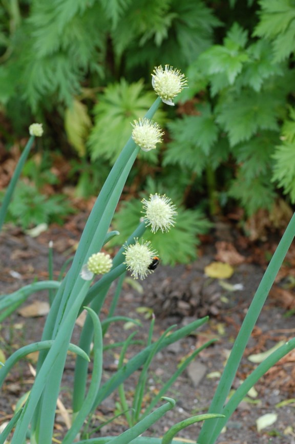 Allium altaicum - Altai-løk