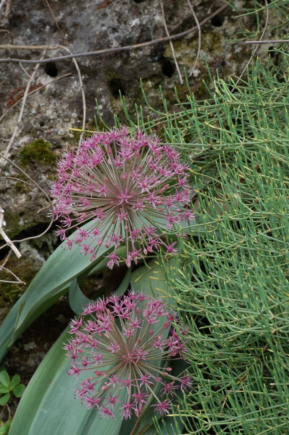 Allium karataviense - Gråløk