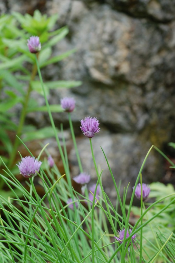 Allium ledebourianum