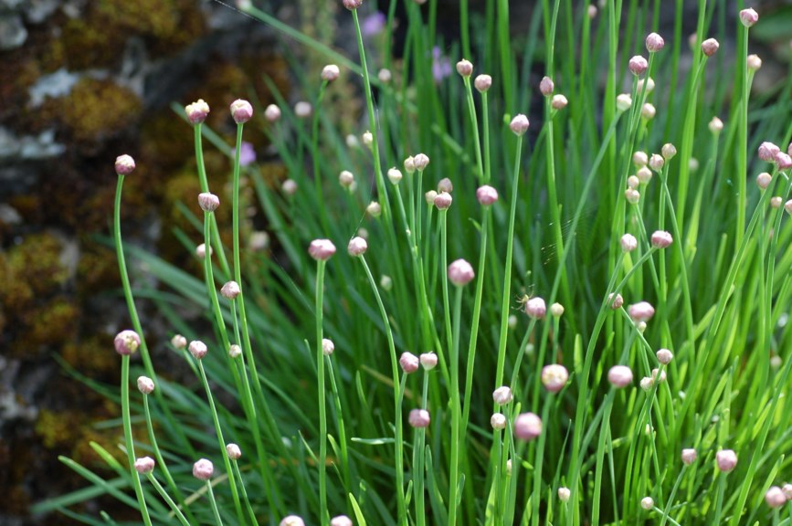 Allium lusitanicum - Kantløk
