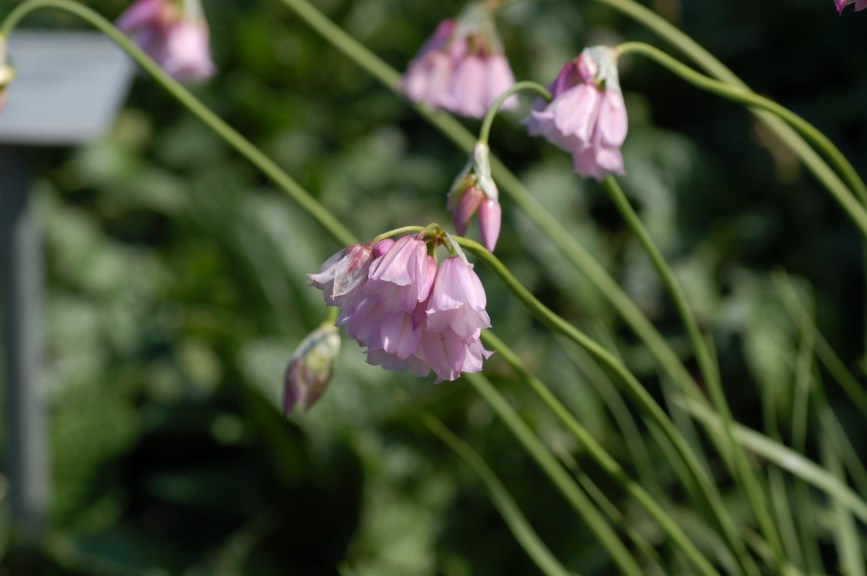 Allium narcissiflorum - Klokkeløk