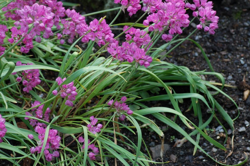 Allium oreophilum - Bergløk, Pink Lily Leek