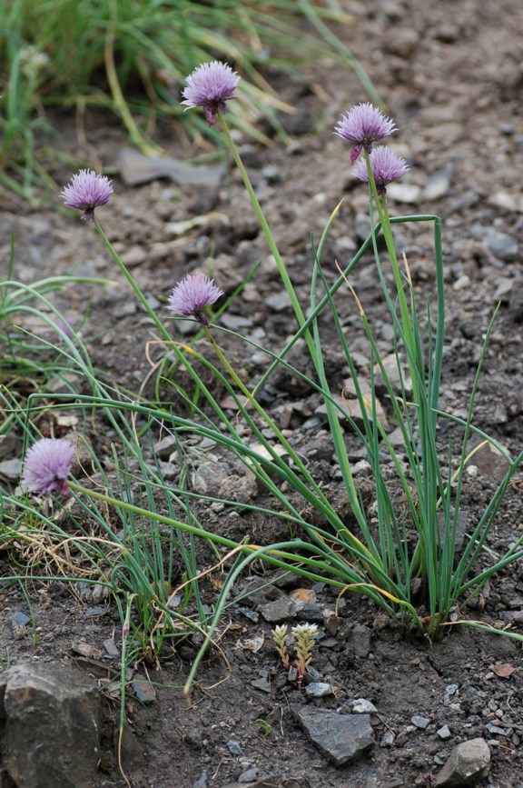 Allium schoenoprasum - Grasløk, Sibirgressløk, Chives