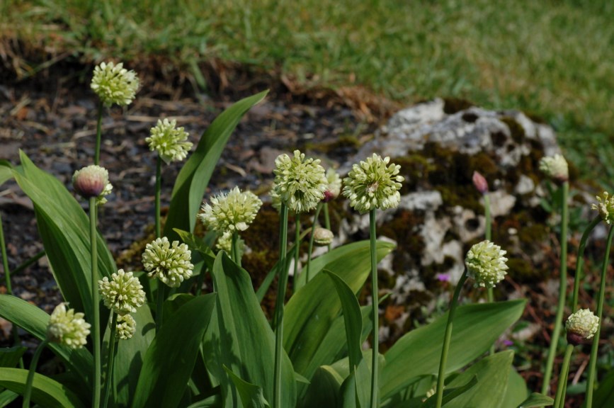 Allium victorialis - Seiersløk, Alpine Leek