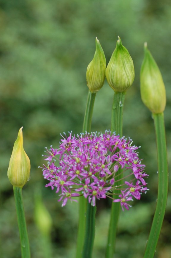Allium wallichii