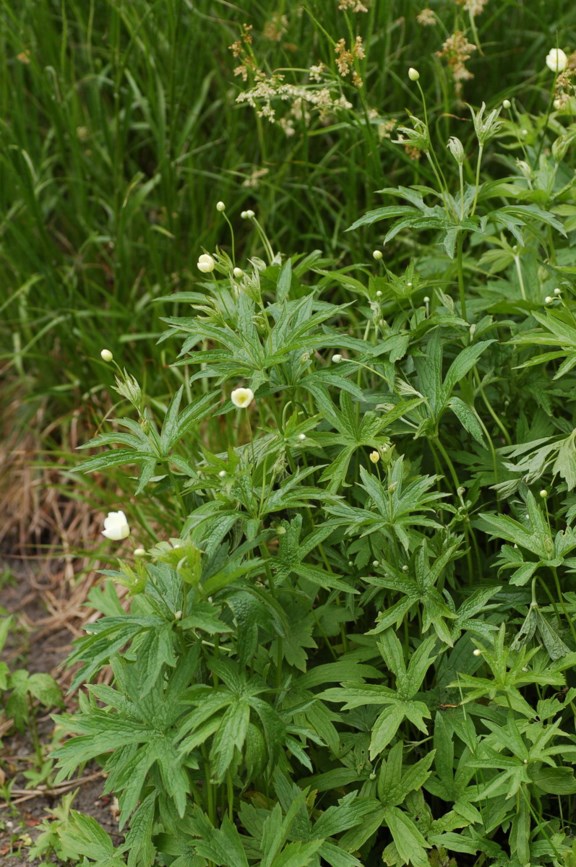 Anemone canadensis - Engsymre, Canada Anemone