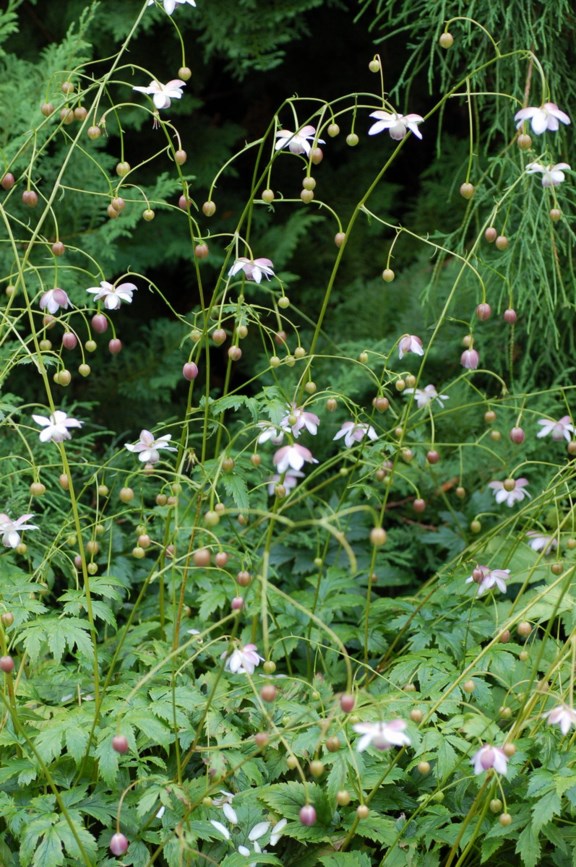 Anemonopsis macrophylla - Storbladet anemonesøster