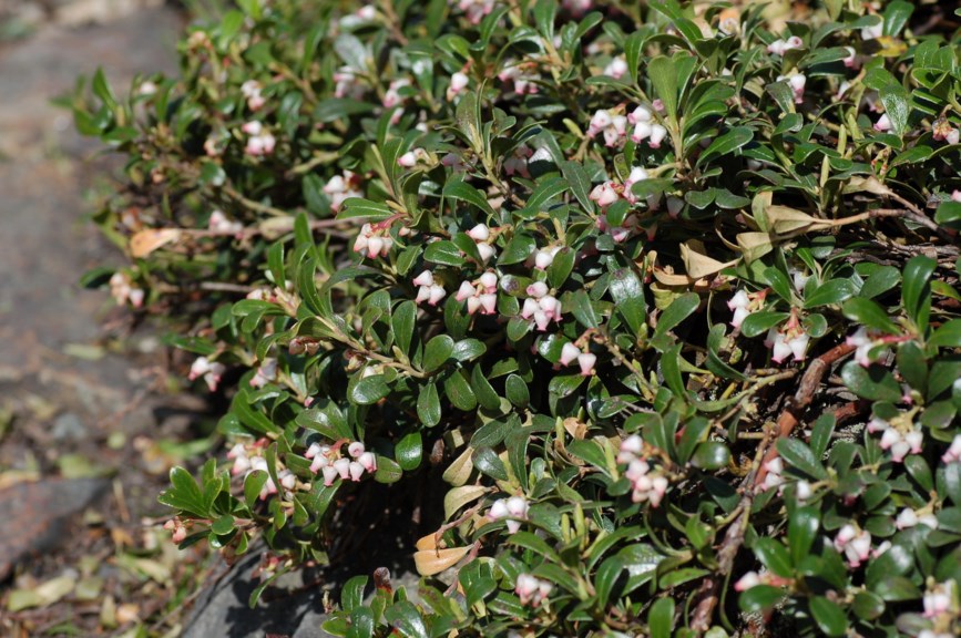 Arctostaphylos uva-ursi - Melbær, Bearberry