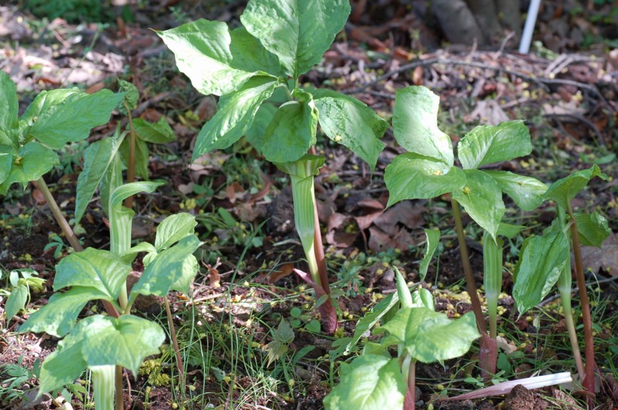 Arisaema amurense - Cobra Lily