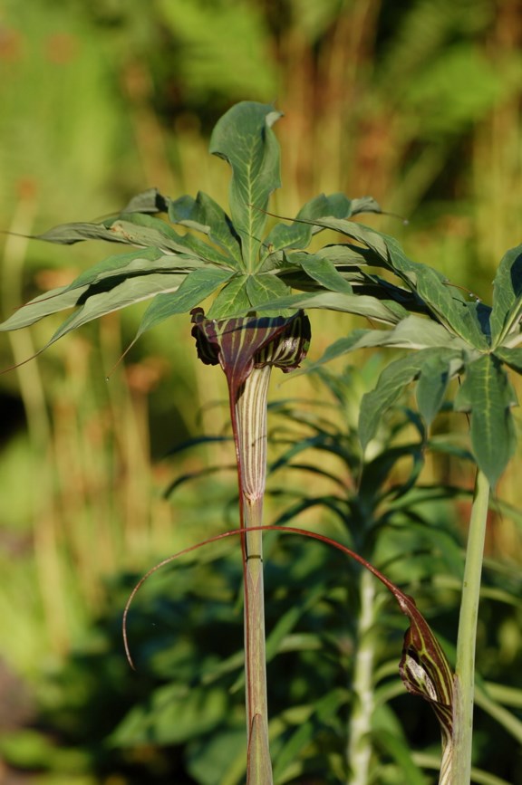Arisaema consanguineum - Himalaya Cobra Lily