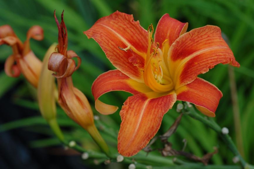 Hemerocallis fulva - Brun daglilje, Orange Day-lily