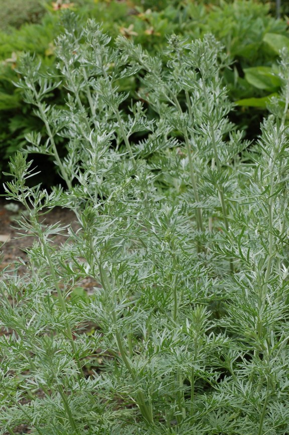 Artemisia campestris - Markmalurt