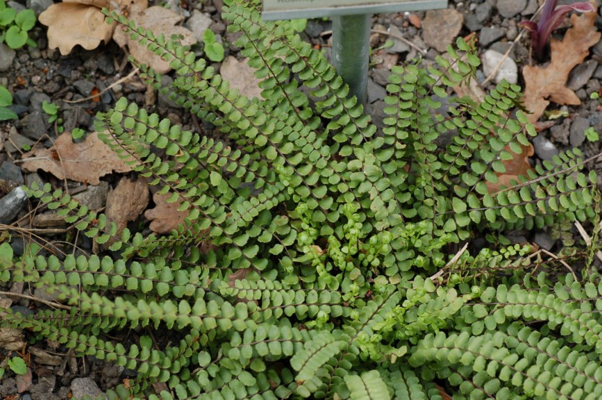 Asplenium trichomanes subsp. trichomanes - Vanlig svartburkne