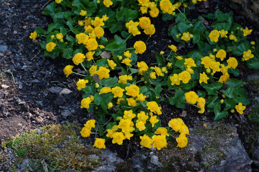 Caltha palustris 'Flore Pleno' - Bekkeblom-kultivar