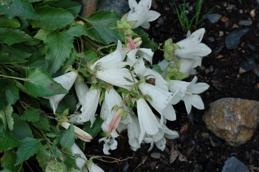 Campanula betulifolia - Birch-leaved Bellflower