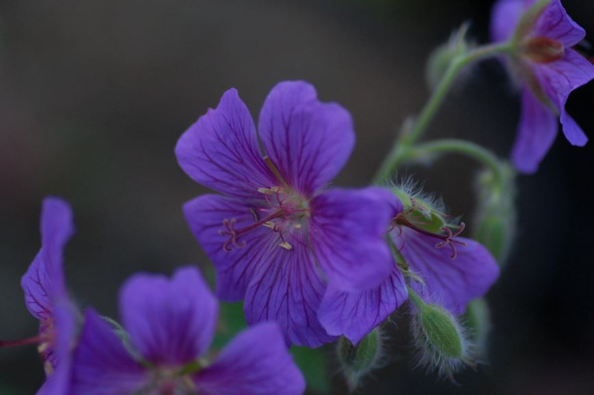 Geranium × magnificum - Prydstorkenebb, Purple Crane´s-bill