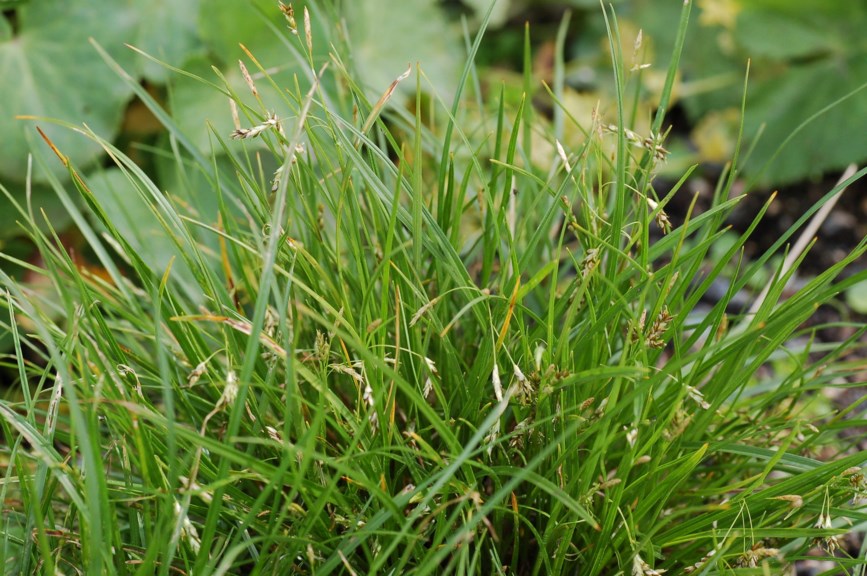 Carex capillaris subsp. capillaris - Vanlig hårstarr