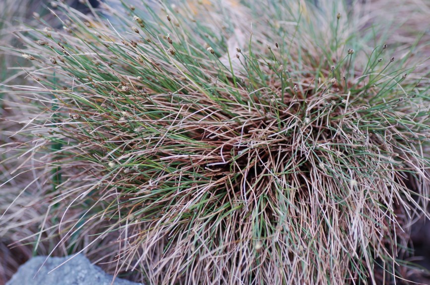 Carex capitata - Hodestarr