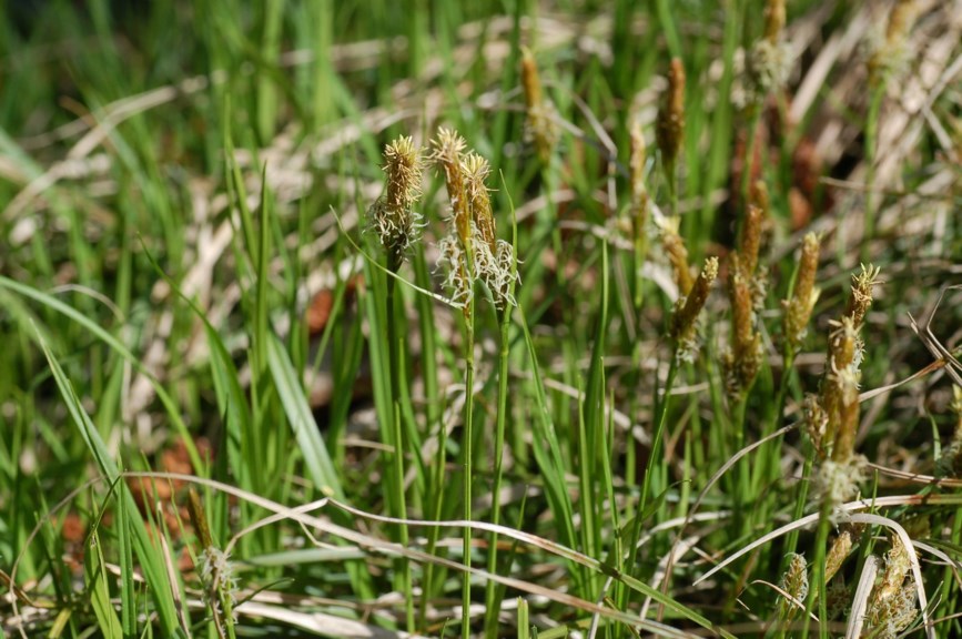 Carex curvula