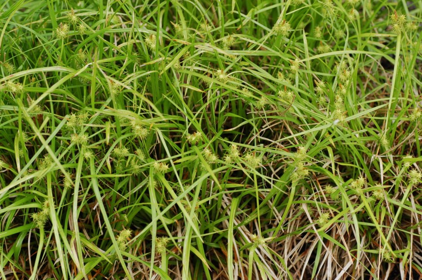 Carex flava - Gulstarr, Yellow Sedge