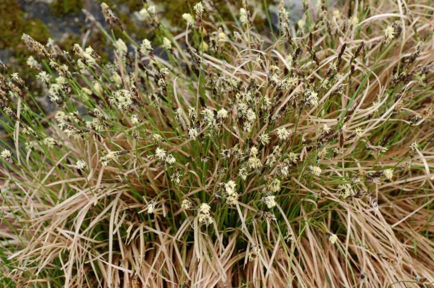 Carex montana - Lundstarr, Mountain Sedge