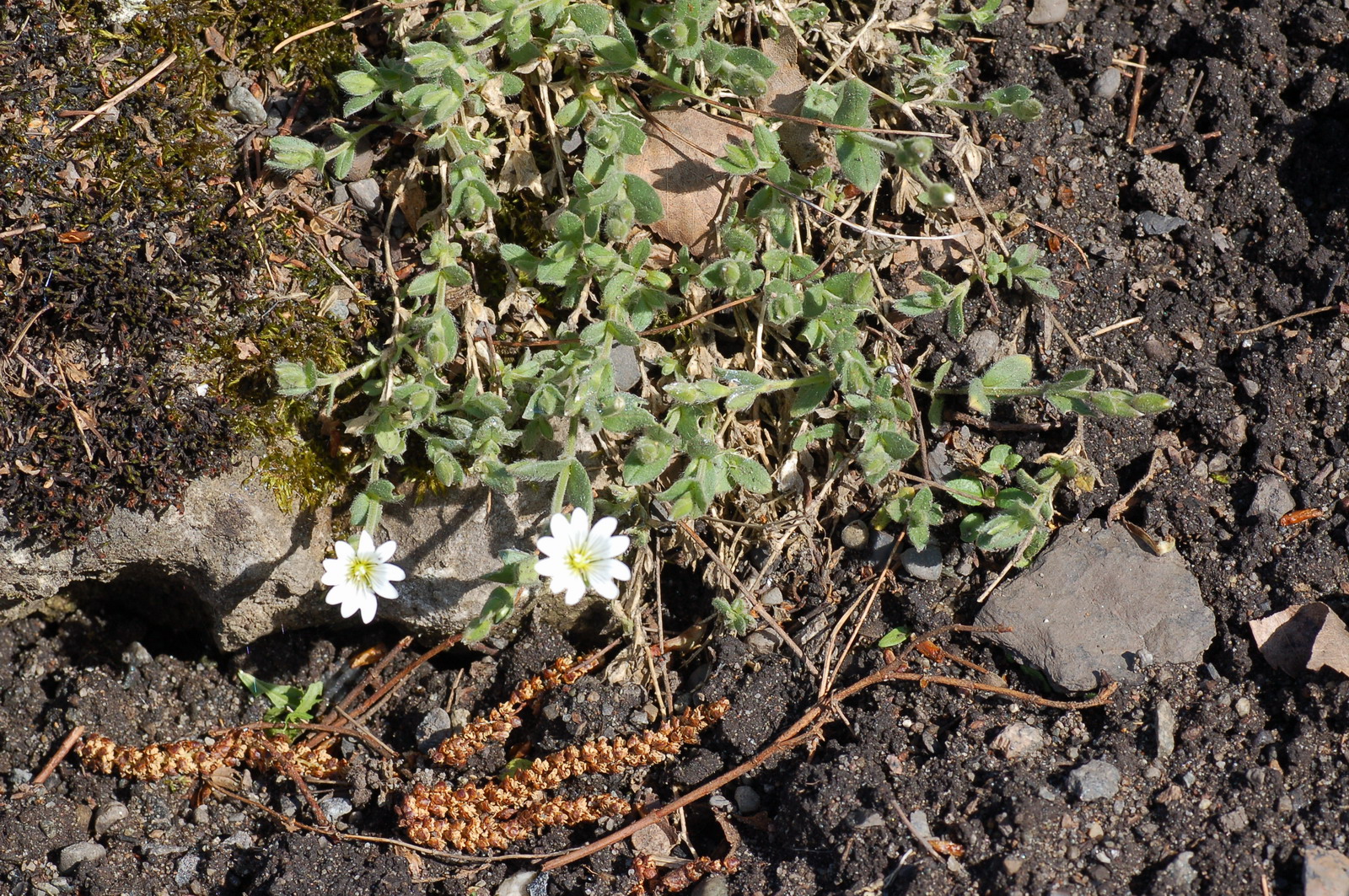 Cerastium alpinum subsp. alpinum - Vanlig fjellarve