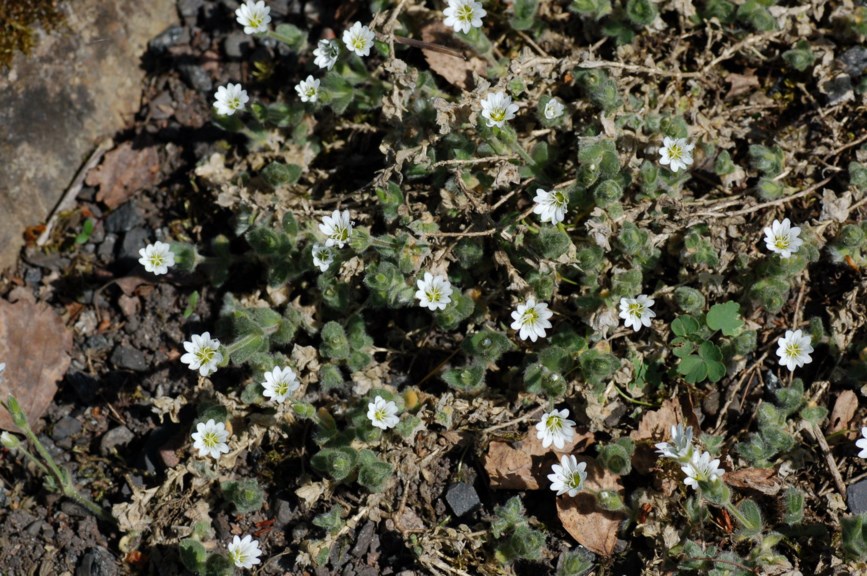Cerastium alpinum subsp. lanatum