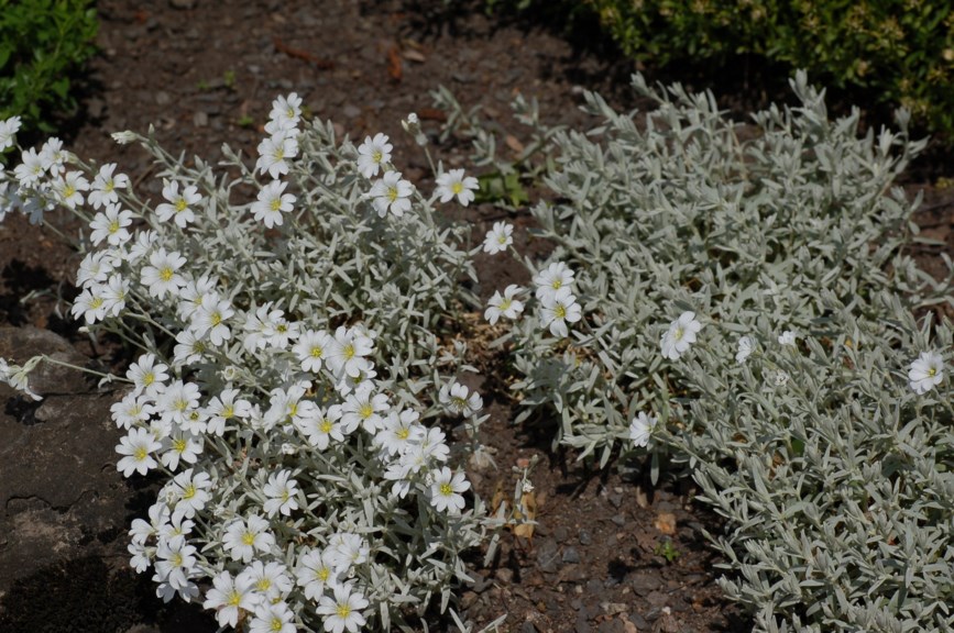 Cerastium tomentosum - Filtarve, Snow-in-Sommer