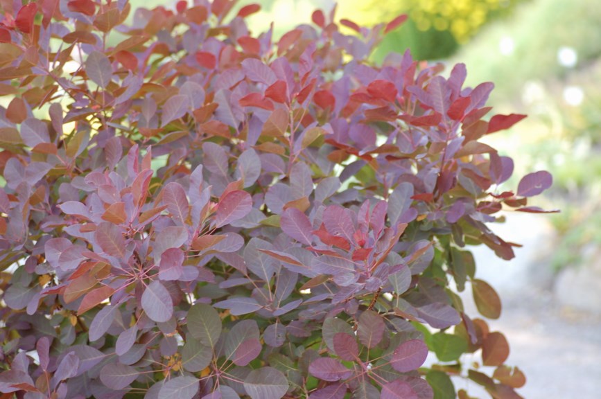 Cotinus coggygria 'Royal Purple' - Parykkbusk-kultivar
