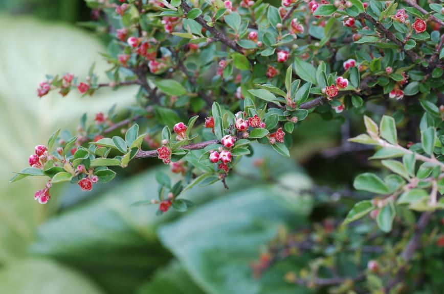 Cotoneaster nitens - Smiths mispel