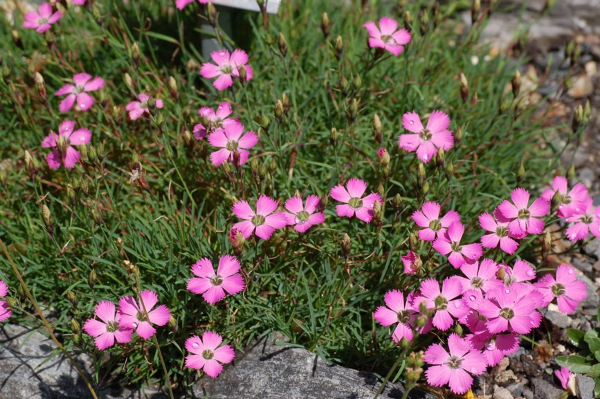 Dianthus pavonius - Purpurnellik, Alpine Pink