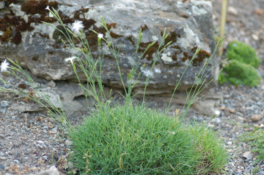 Dianthus petraeus