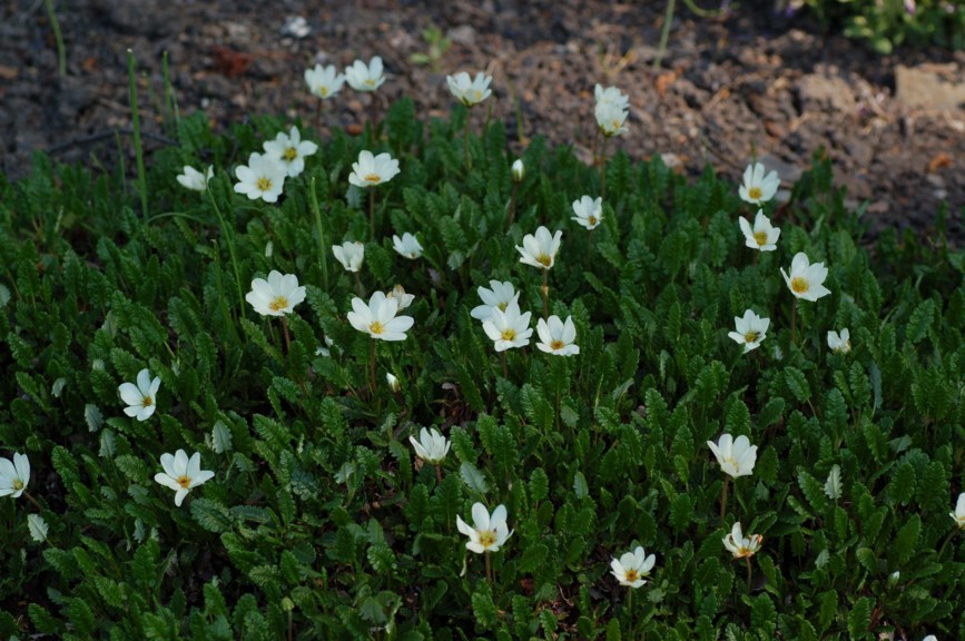 Dryas octopetala - Reinrose