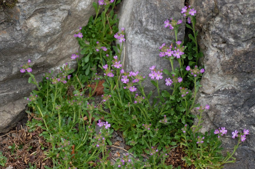 Erinus alpinus - Steinbalsam, Fairy Foxglove