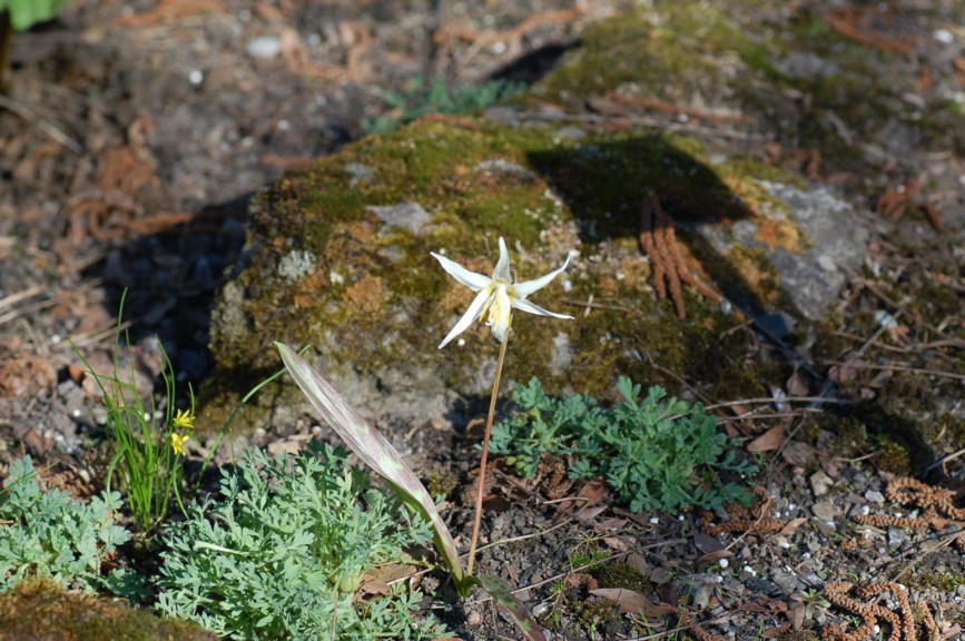 Erythronium albidum - Hvit hundetann, White Trout Lily