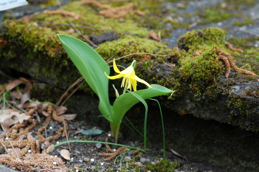 Erythronium grandiflorum - Storblomstret hundetann, Glacier Lily